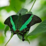 Mariposa pavo real: el significado espiritual de su elegancia y transformación.