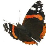 Mariposa Vanessa Atalanta: Descubre su significado espiritual y simbolismo