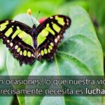Mariposa Verde: Conoce su significado espiritual y poder de transformación