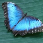 Mariposas azules: El significado espiritual y la transformación que traen