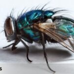 Mosquitos en la Casa: Su Significado Espiritual y Cómo Lidiar con Ellos