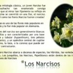 Narciso: el significado espiritual de esta hermosa flor.