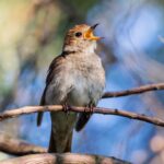 Nido de pájaros: Su significado espiritual y conexión con la naturaleza