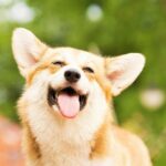 Nombres de perritos con significados espirituales para conectarse con tu mascota
