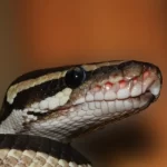 Ojos de serpiente: Su significado espiritual y su influencia en nuestra percepción.
