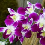 Orquídea Azul: El Significado Espiritual y la Belleza que Reside en su Esencia
