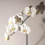 Orquídea Blanca: Descubre su Significado Espiritual y Poder Curativo
