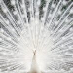 Pavo Real Blanco: Descubre su significado espiritual y simbología de pureza