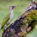 Pájaro Carpintero: Su significado espiritual y su fascinante influencia en nuestras vidas.