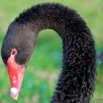 Pájaro Negro Blanco: Significado Espiritual y Su Impacto en Nuestra Vida Diaria