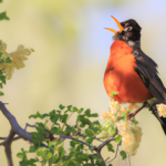 Pájaro Robin Rojo: Su significado espiritual y mensaje de esperanza