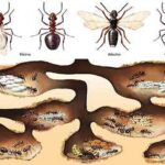 Plaga de Hormigas: Su Significado Espiritual y Cómo Abordarlo en la Vida Diaria