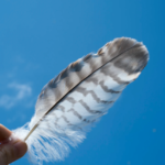 Pluma de Ángeles: el significado espiritual de las plumas y su conexión divina.