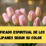 Rosas Tulipanes: Su significado espiritual y la belleza que inspiran