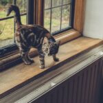 Significado espiritual del olor a orina de gato: Descubre su influencia en tu vida diaria