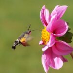 Mariposa y Colibrí: El Significado Espiritual de Estas Hermosas Criaturas