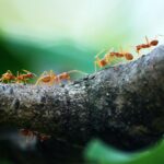 Hormigas: Su significado espiritual y cómo impactan en nuestras vidas diarias