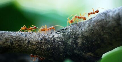 significado espiritual de hormigas