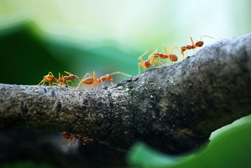 significado espiritual de hormigas