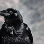 Cuervo Negro: Descubre su significado espiritual y un mensaje de transformación