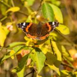 El significado espiritual de la mariposa negra y naranja: Unión de transformación y pasión.
