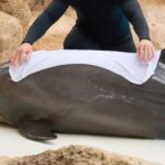 Soñando con Delfines: El Significado Espiritual y Conexión Profunda de Nuestros Sueños