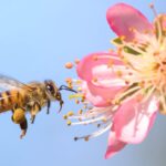 Soñando con las abejas: Descubre su significado espiritual y cómo afecta tu vida diaria