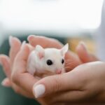 Soñar con ratones: Su significado espiritual y cómo interpretarlo en tu vida.
