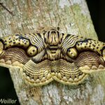 Tigre Mariposa: Descubre el Significado Espiritual de Esta Criatura Fascinante