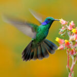 Ver un colibrí: Su significado espiritual y la magia que aporta a su vida.