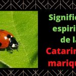 El significado espiritual de encontrar una mariquita: mensajes de buena suerte y protección.