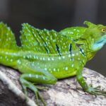 El significado espiritual de soñar con reptiles: Descubre el mensaje oculto en tus sueños