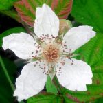Flor de Buttercup: Su significado espiritual y cómo nos conecta con la naturaleza