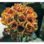 Flor de cactus: Significado espiritual y belleza indómita