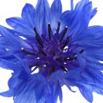 Flor de Mayo: Descubre el significado espiritual de esta hermosa flor