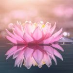 Flor del paraíso: su significado espiritual y conexión con la naturaleza